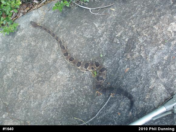 Timber Rattlesnake