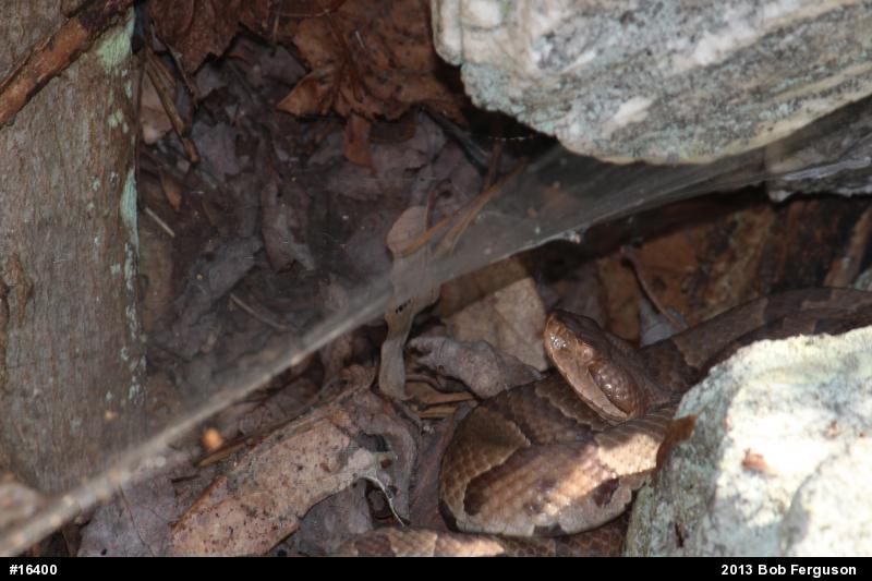 Northern Copperhead
