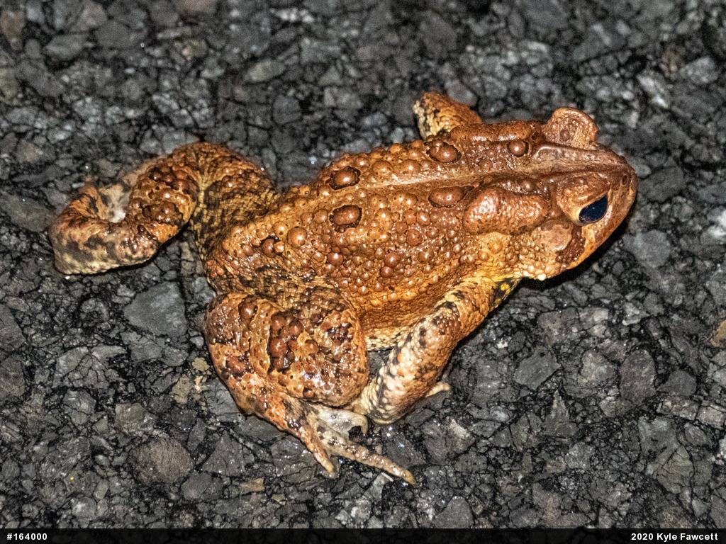 Eastern American Toad