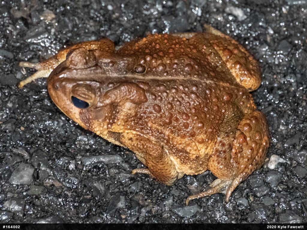 Eastern American Toad