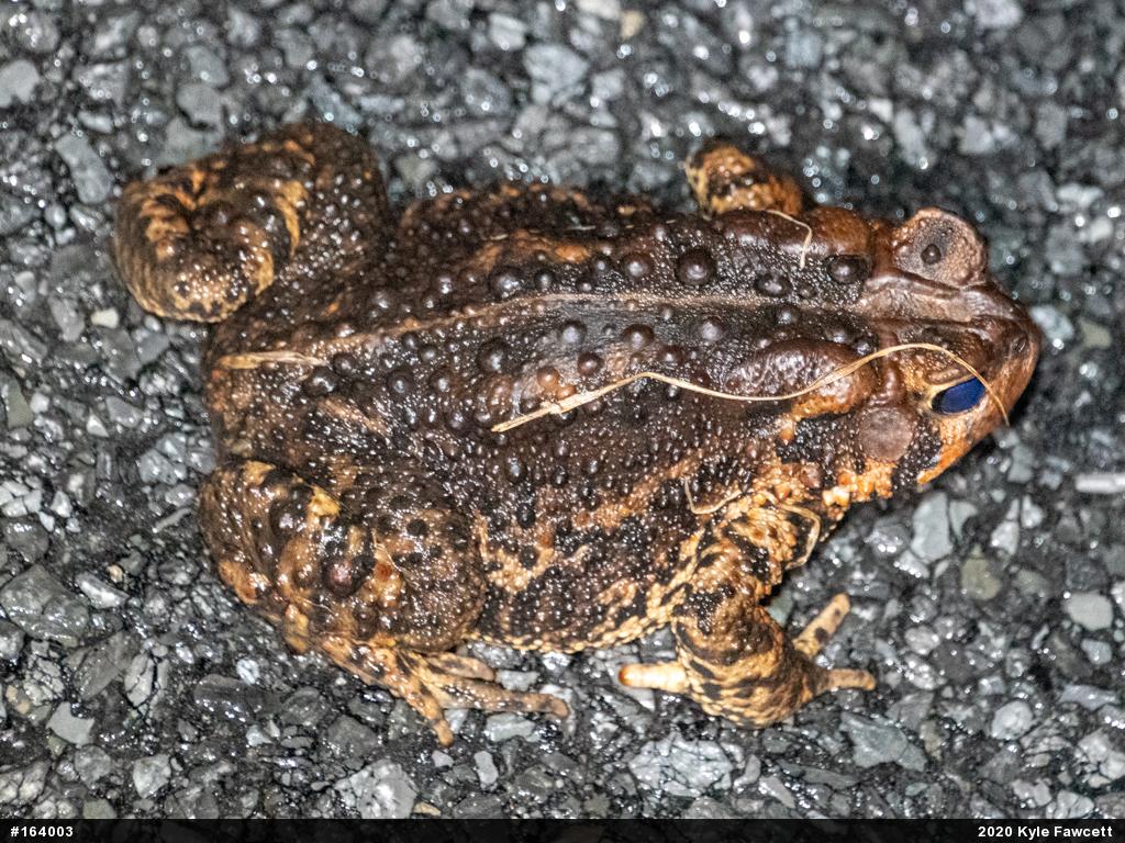 Eastern American Toad