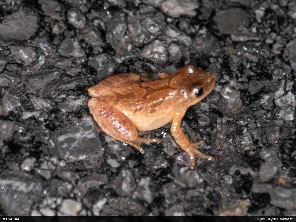 Spring Peeper