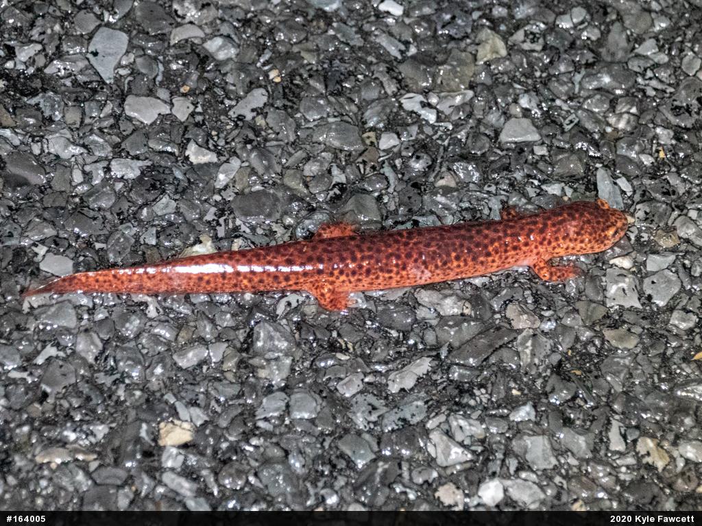 Northern Red Salamander