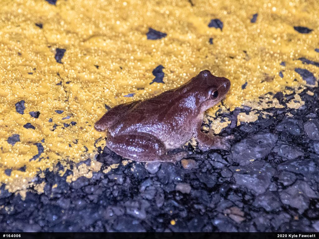 Spring Peeper