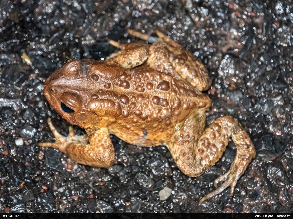 Eastern American Toad