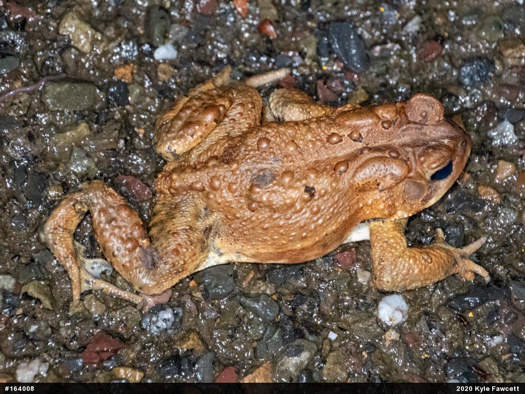Eastern American Toad