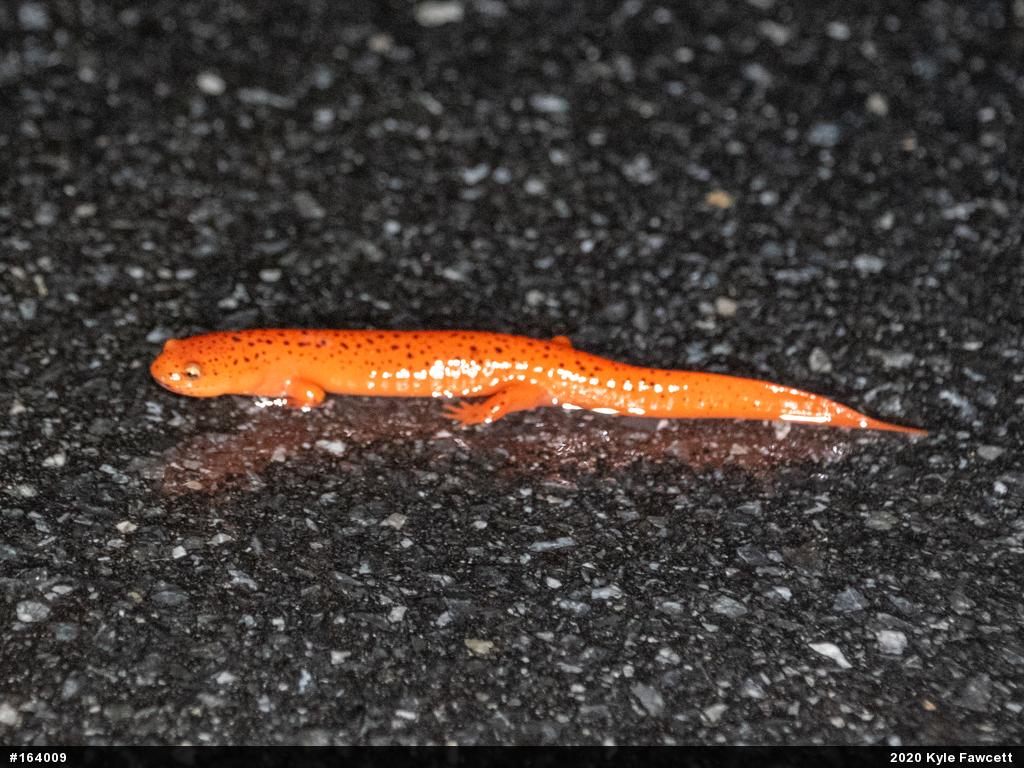 Northern Red Salamander