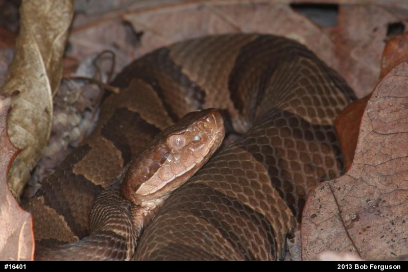 Northern Copperhead