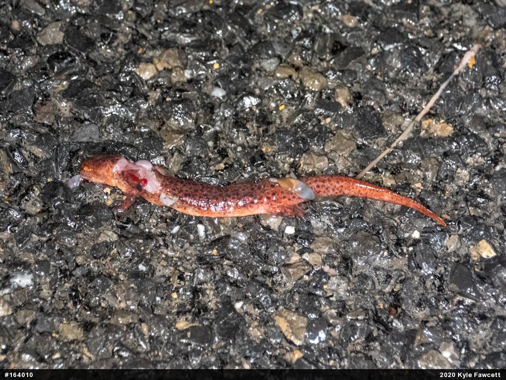 Northern Red Salamander