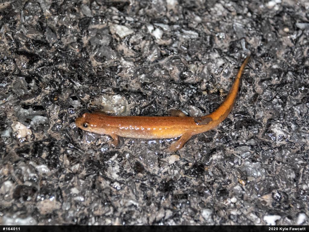 Northern Dusky Salamander