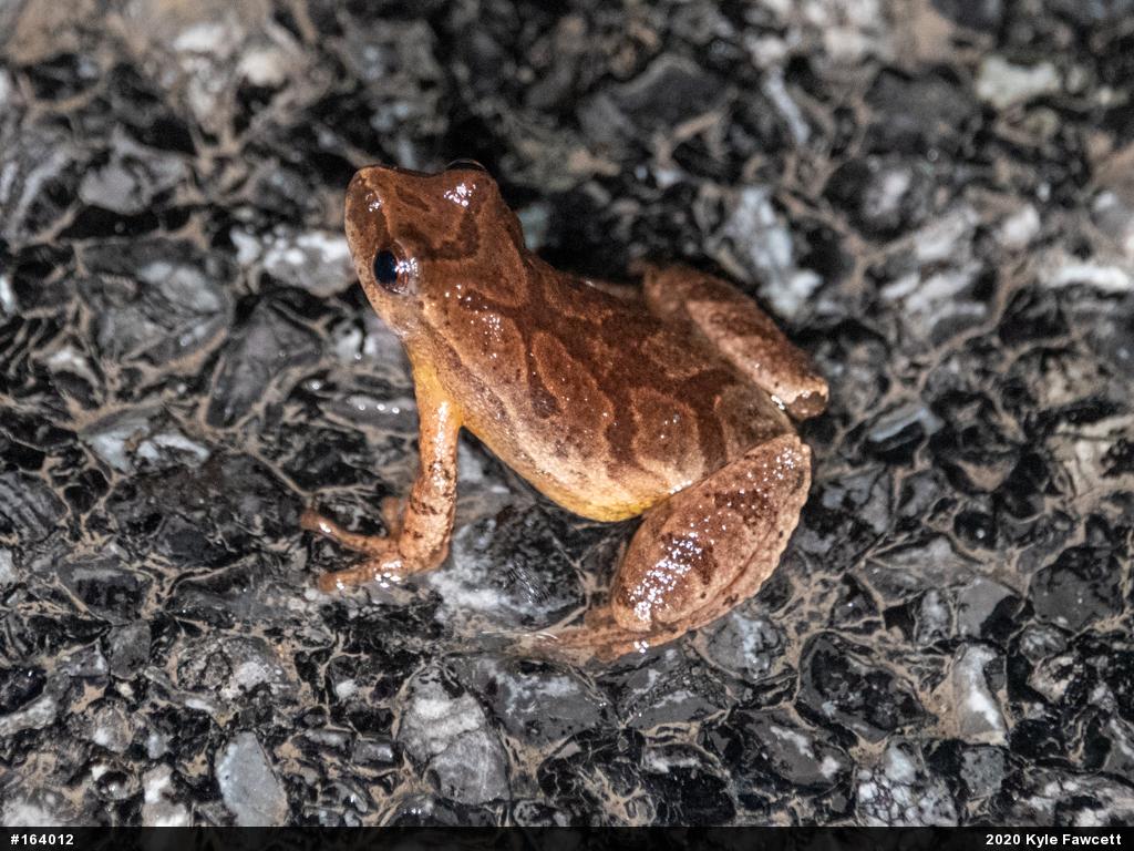 Spring Peeper