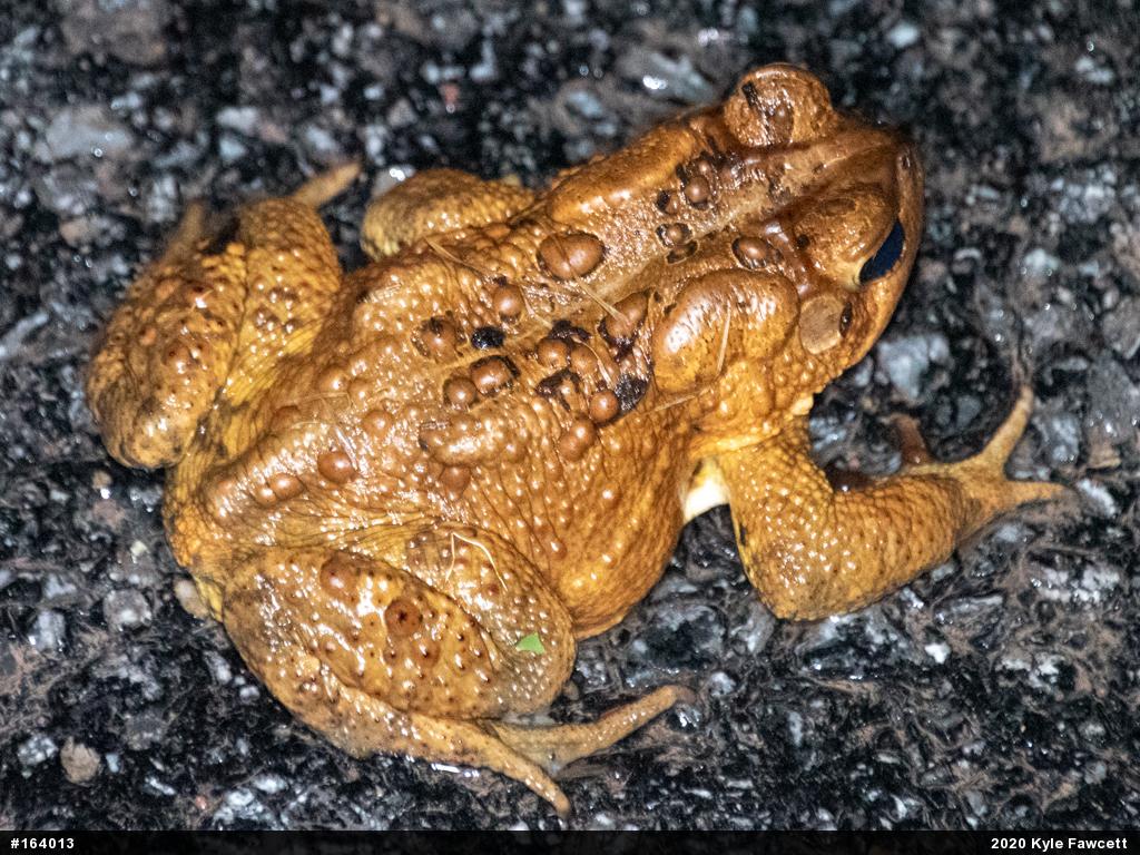Eastern American Toad