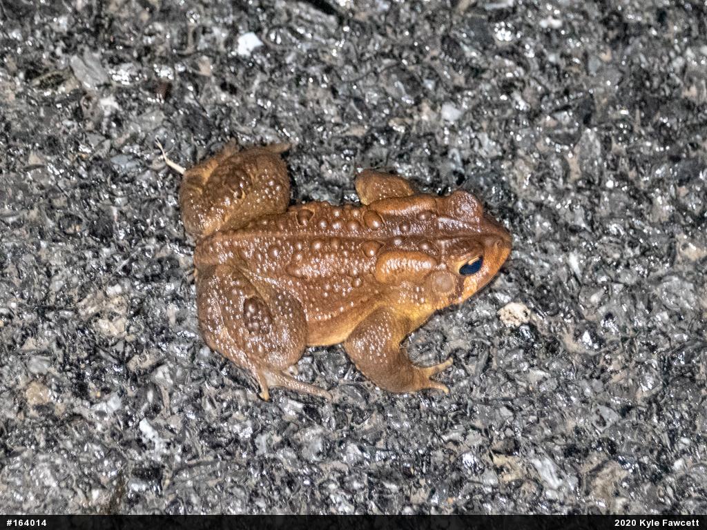 Eastern American Toad