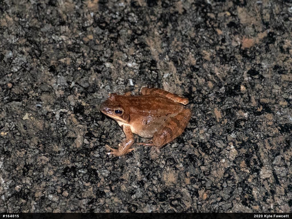 Wood Frog