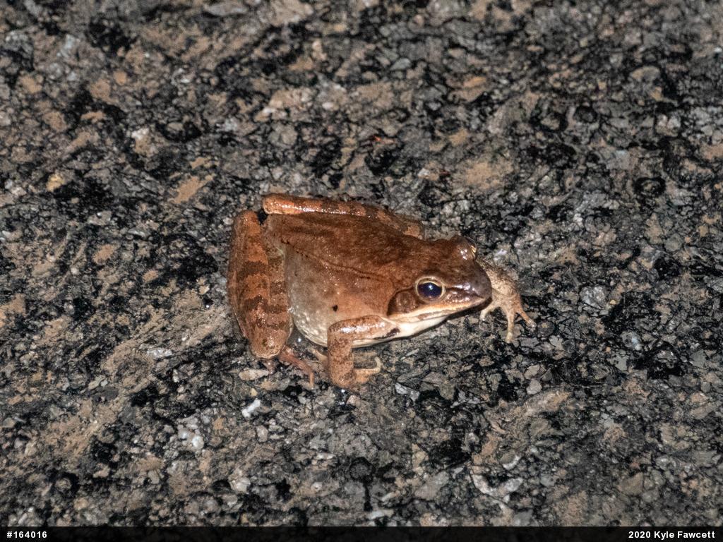 Wood Frog