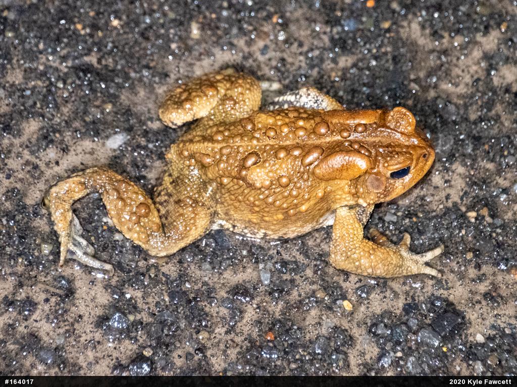 Eastern American Toad