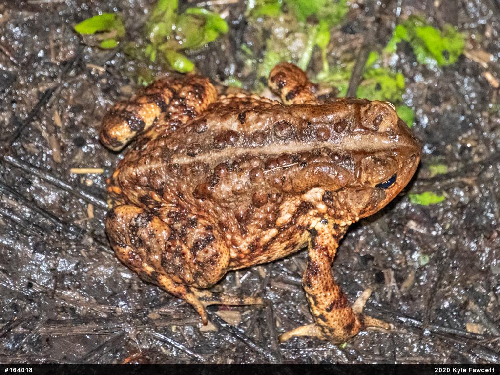 Eastern American Toad