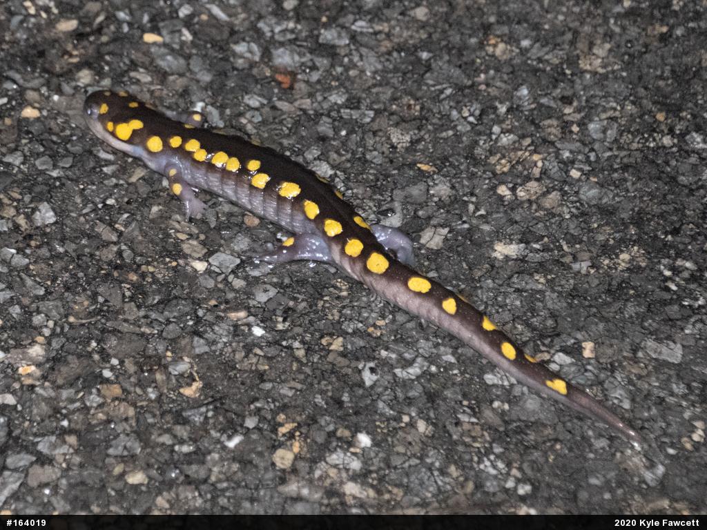 Spotted Salamander