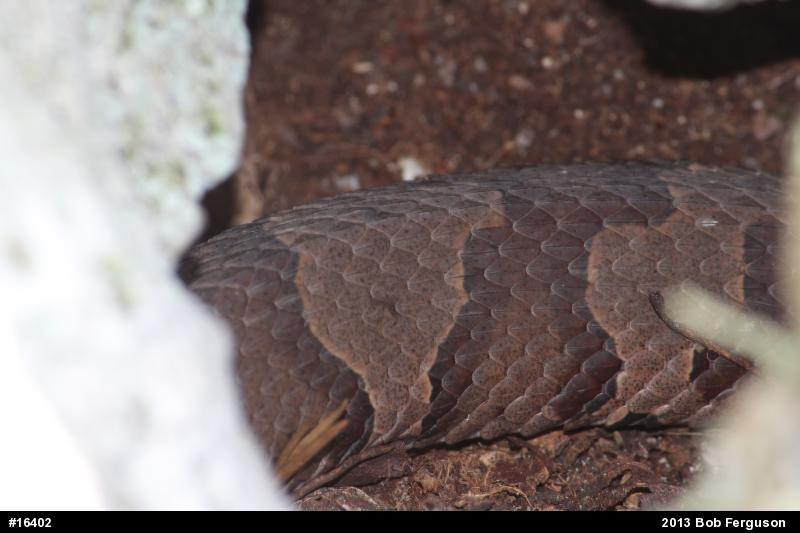 Northern Copperhead