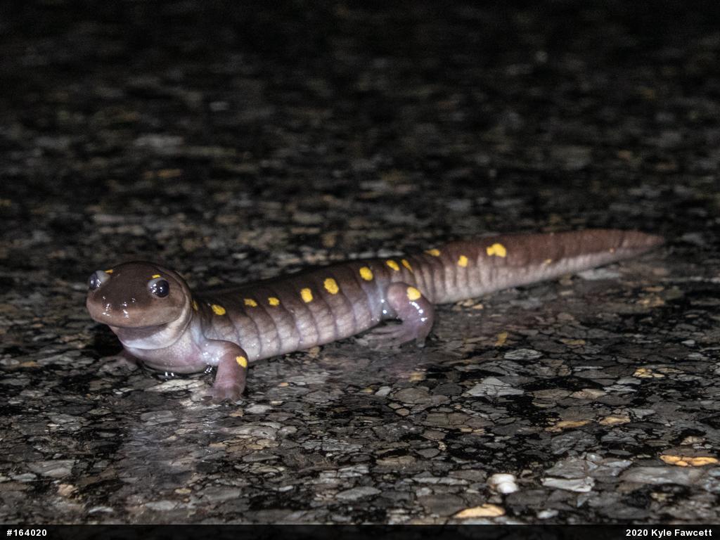 Spotted Salamander