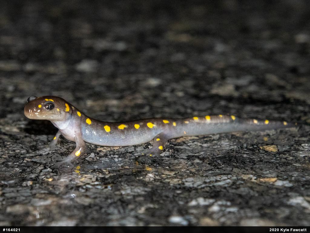 Spotted Salamander