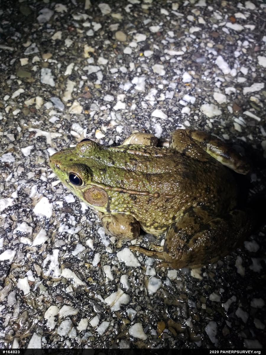 Green Frog