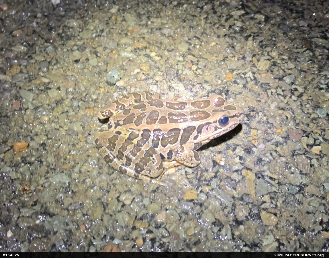 Pickerel Frog
