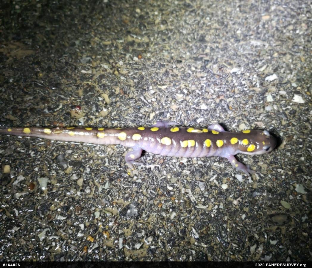 Spotted Salamander