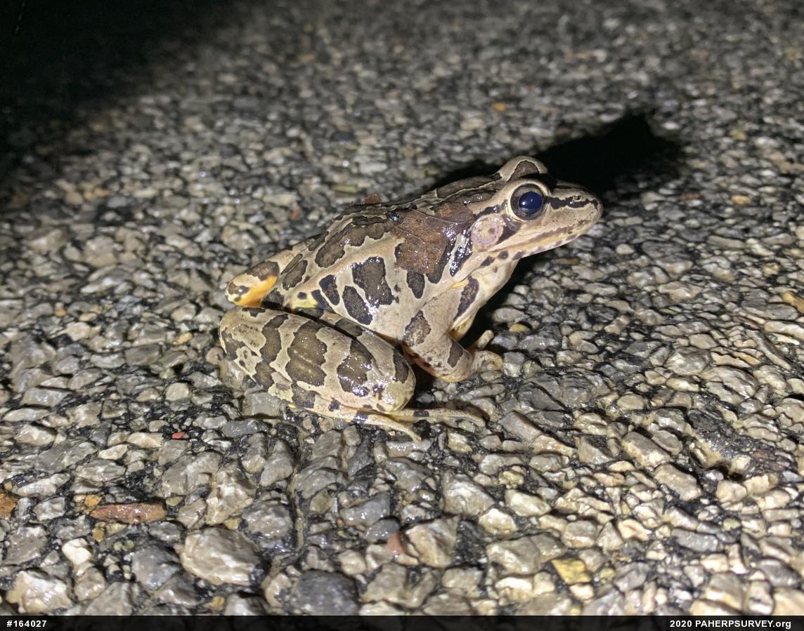 Pickerel Frog