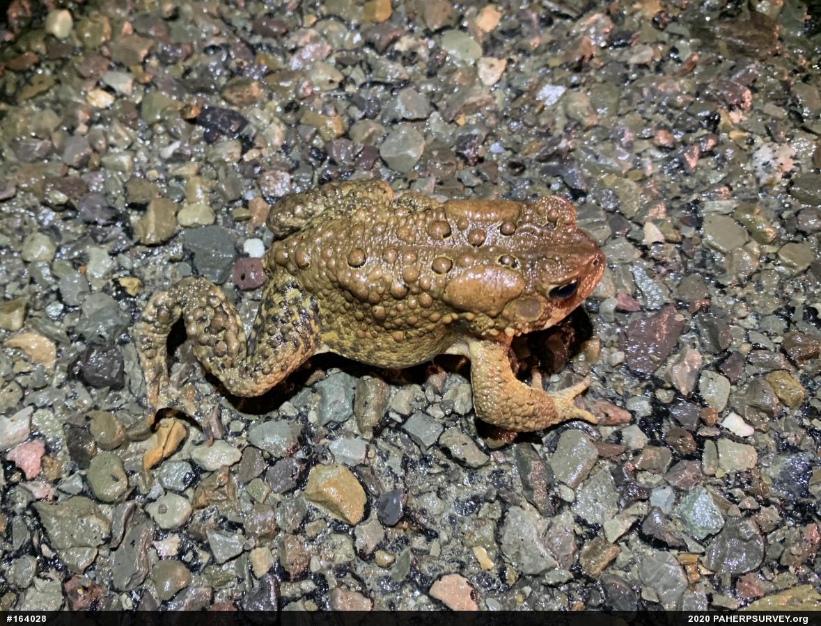 Eastern American Toad