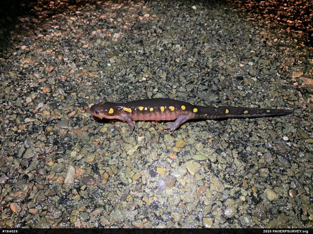 Spotted Salamander