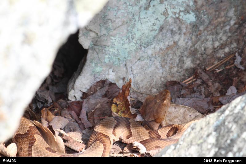 Northern Copperhead