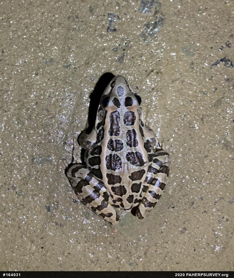 Pickerel Frog