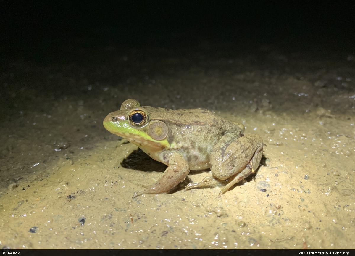 Green Frog