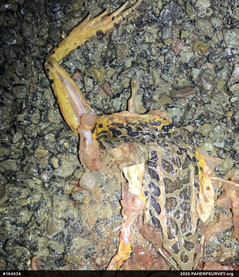Pickerel Frog