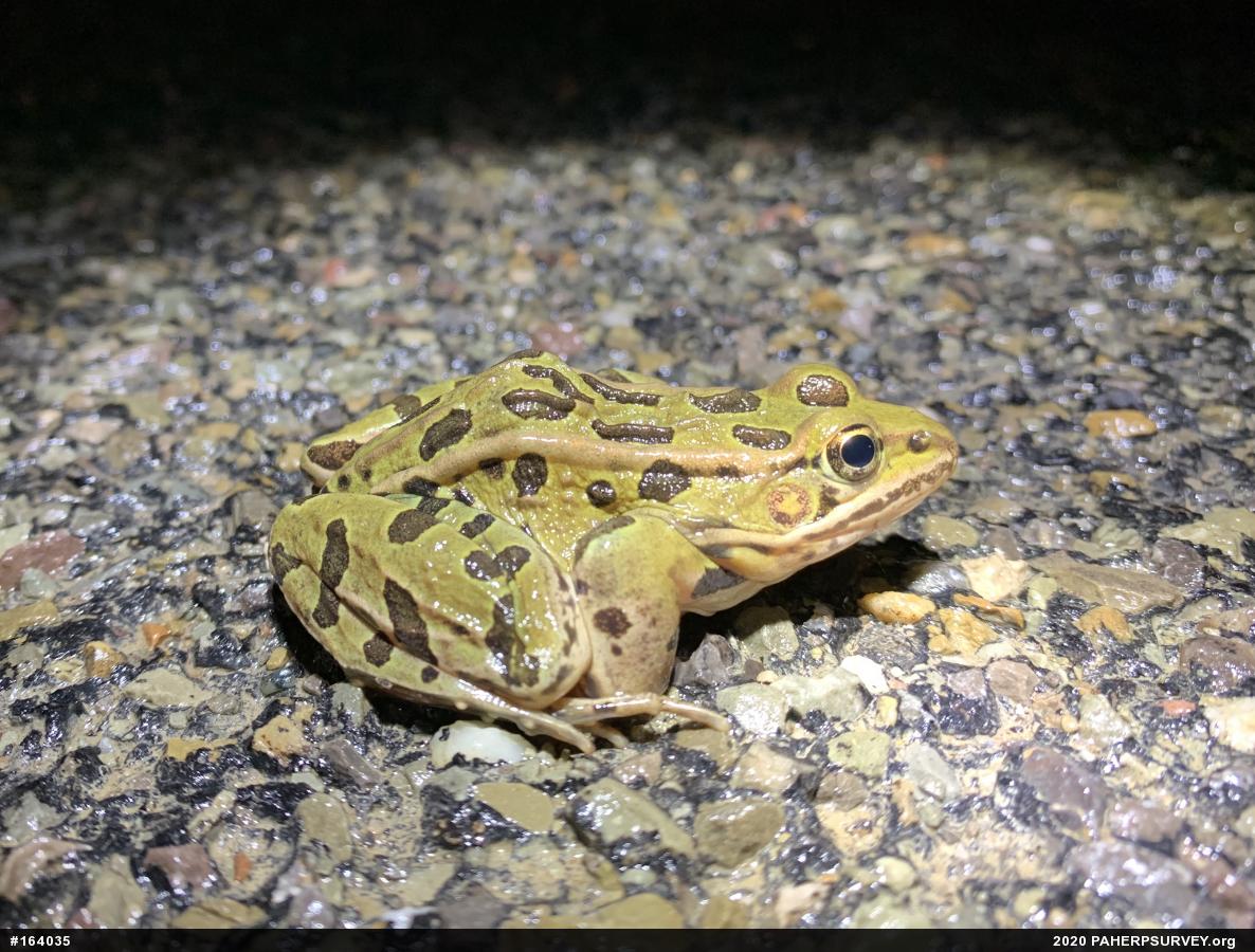 Northern Leopard Frog