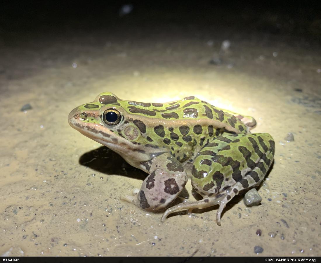 Northern Leopard Frog