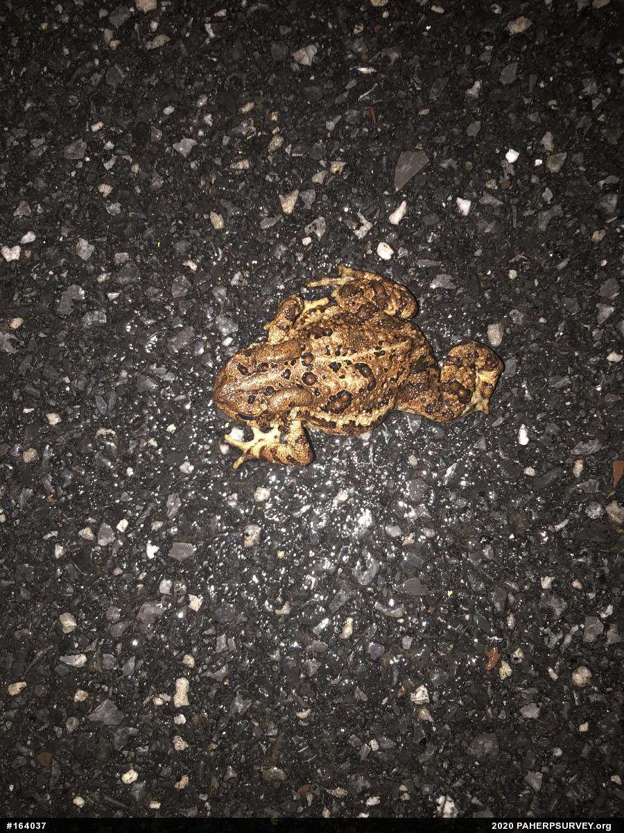 Eastern American Toad