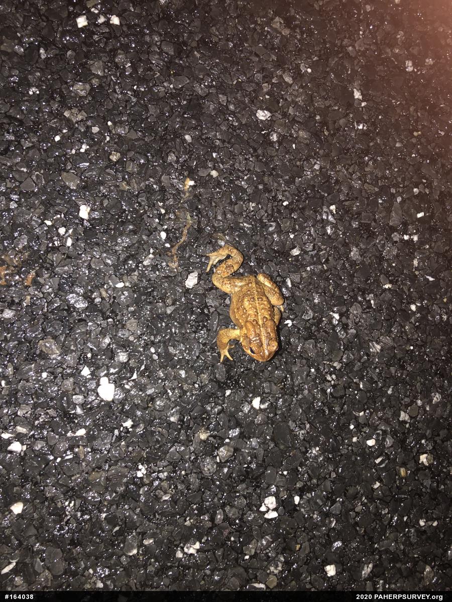 Eastern American Toad