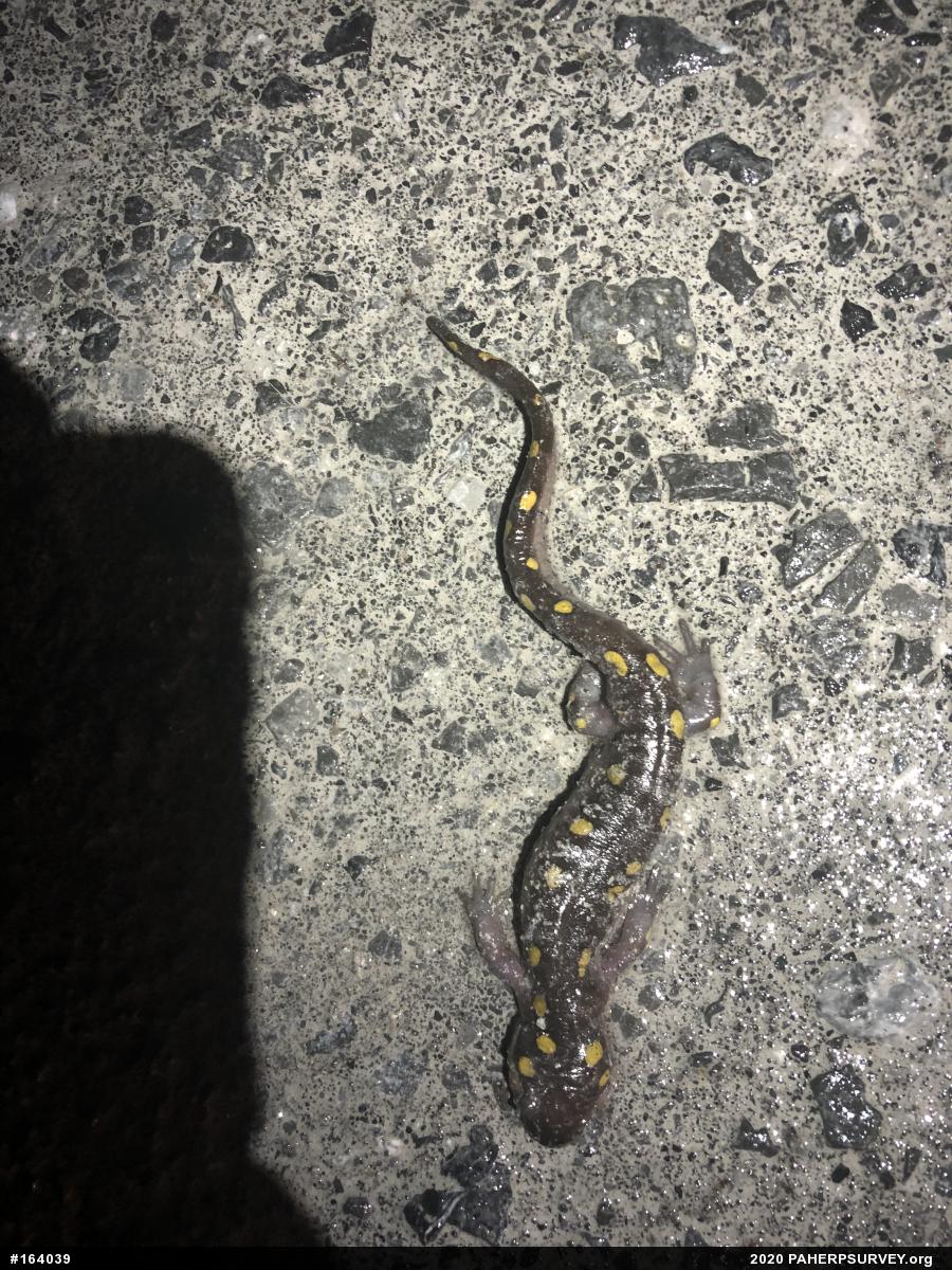 Spotted Salamander