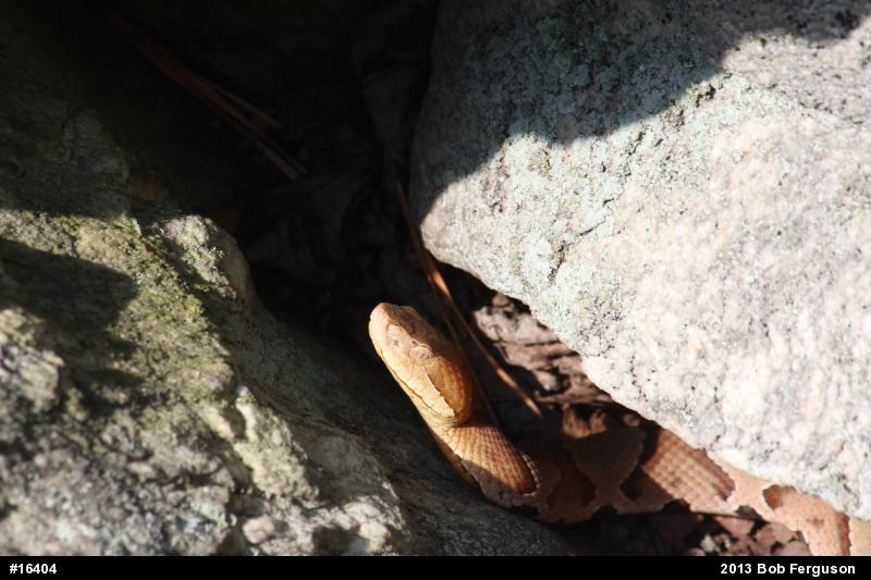 Northern Copperhead
