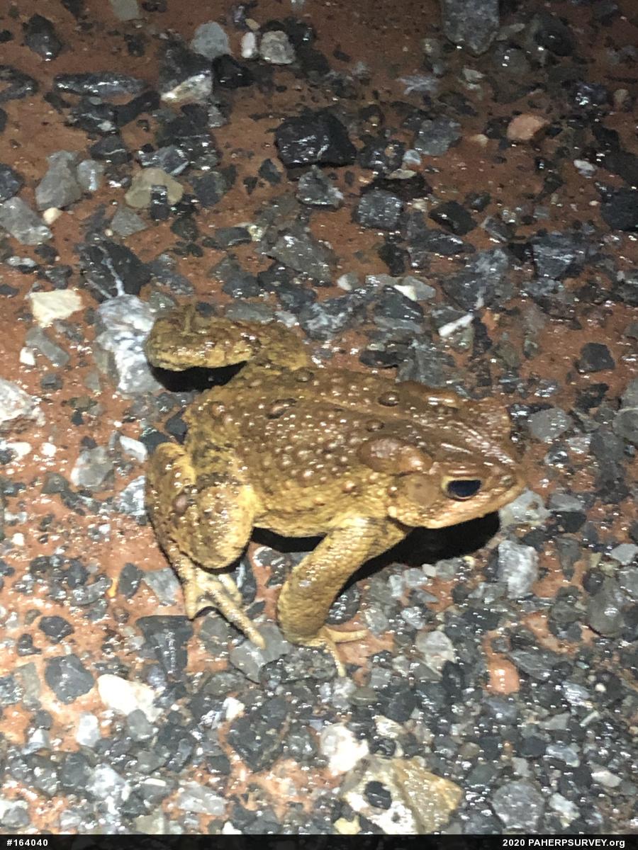 Eastern American Toad