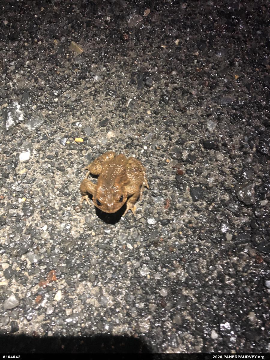 Eastern American Toad