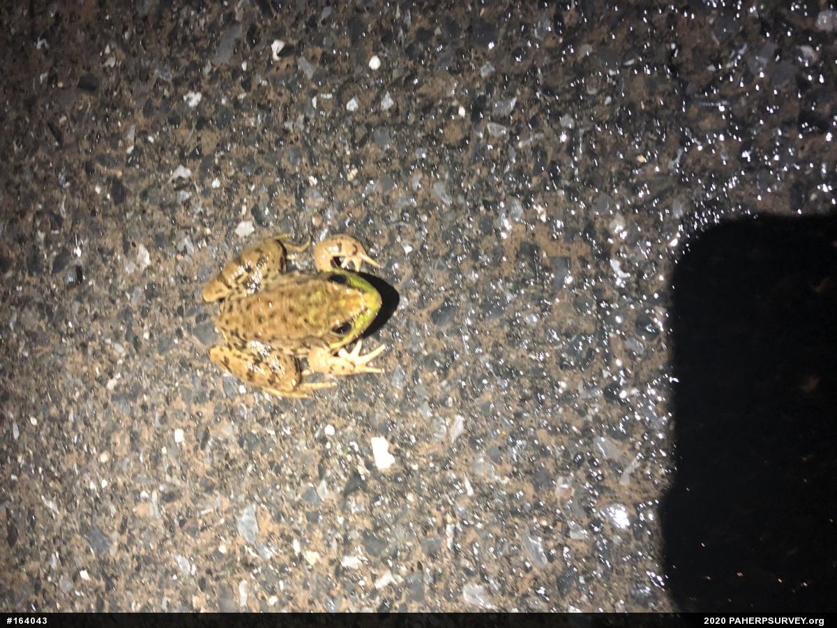 Green Frog