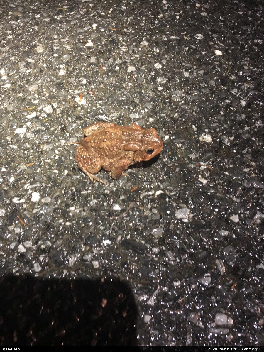 Eastern American Toad