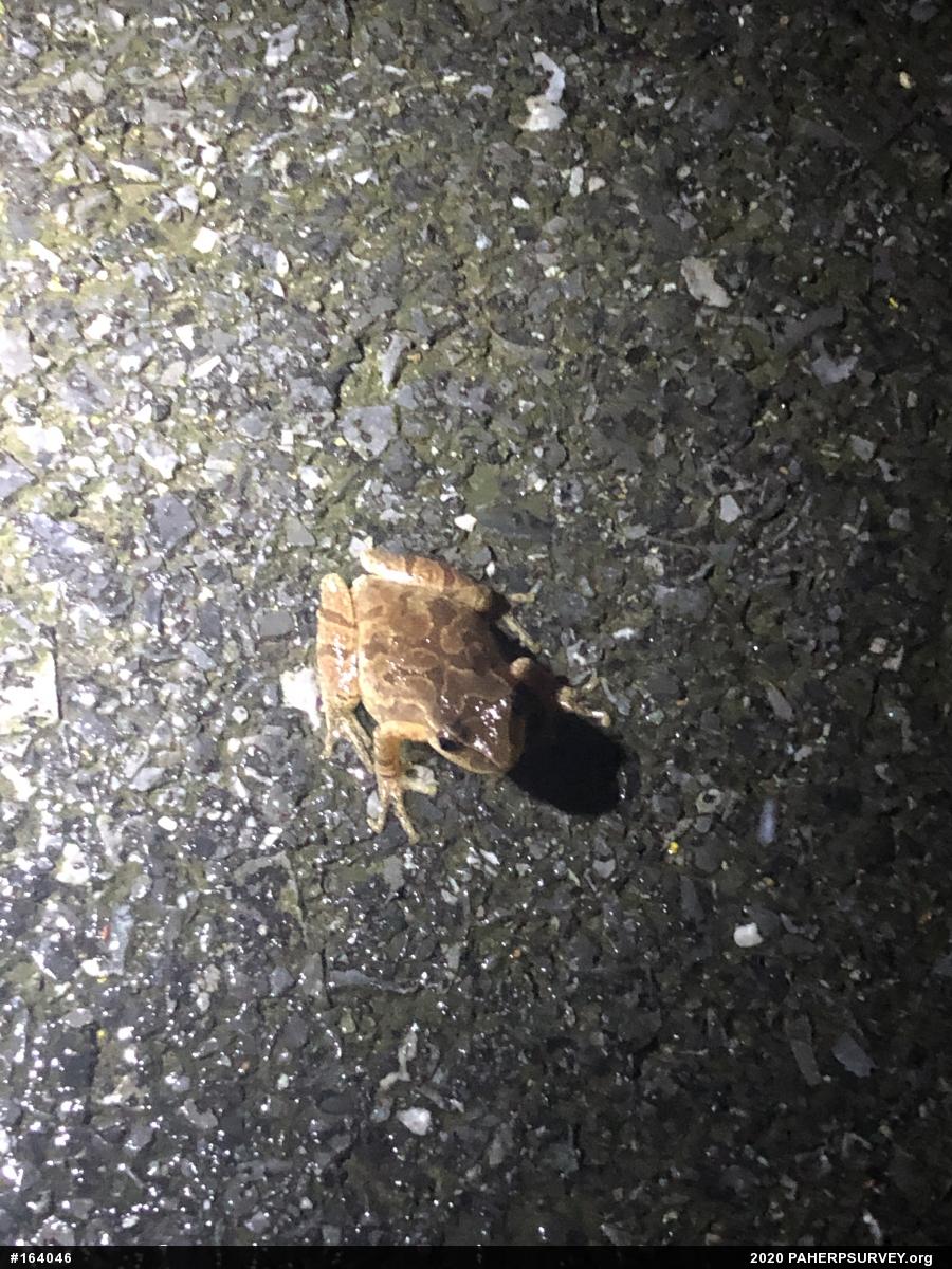 Spring Peeper