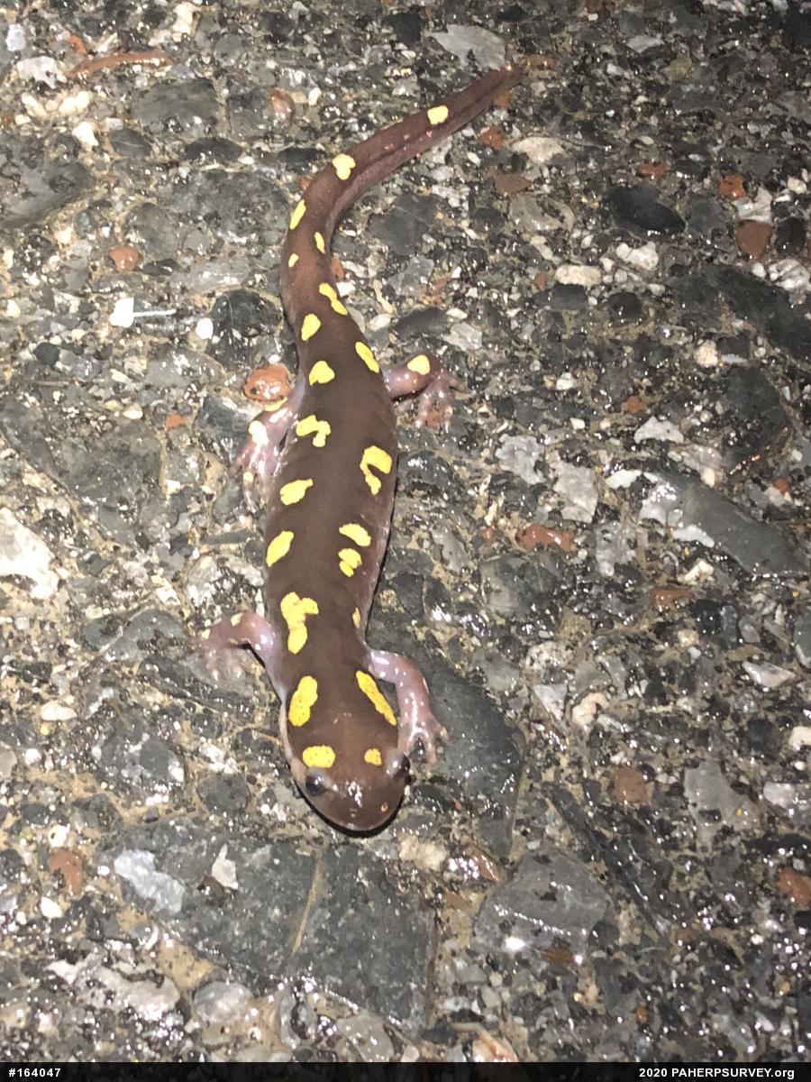 Spotted Salamander