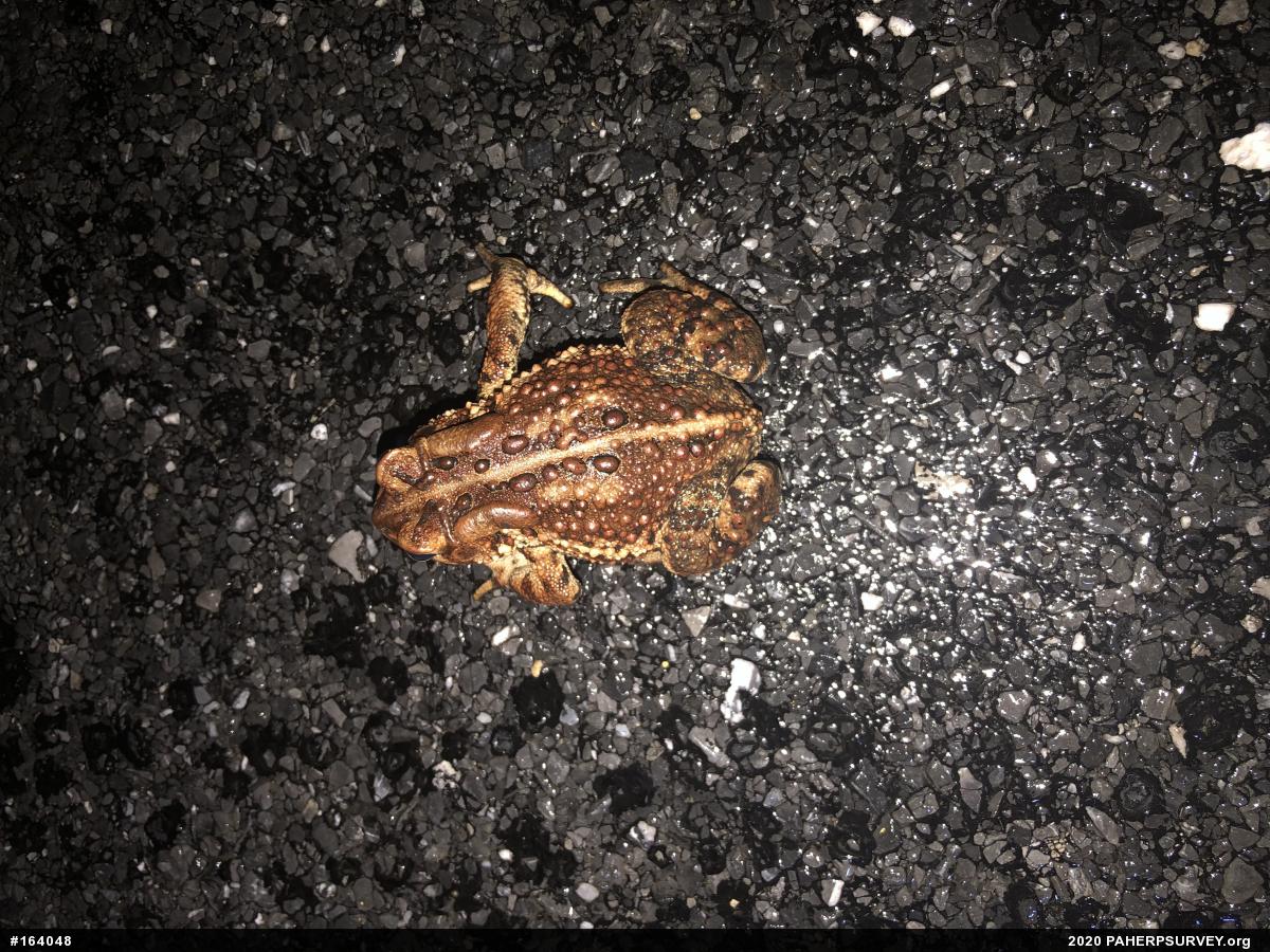 Eastern American Toad