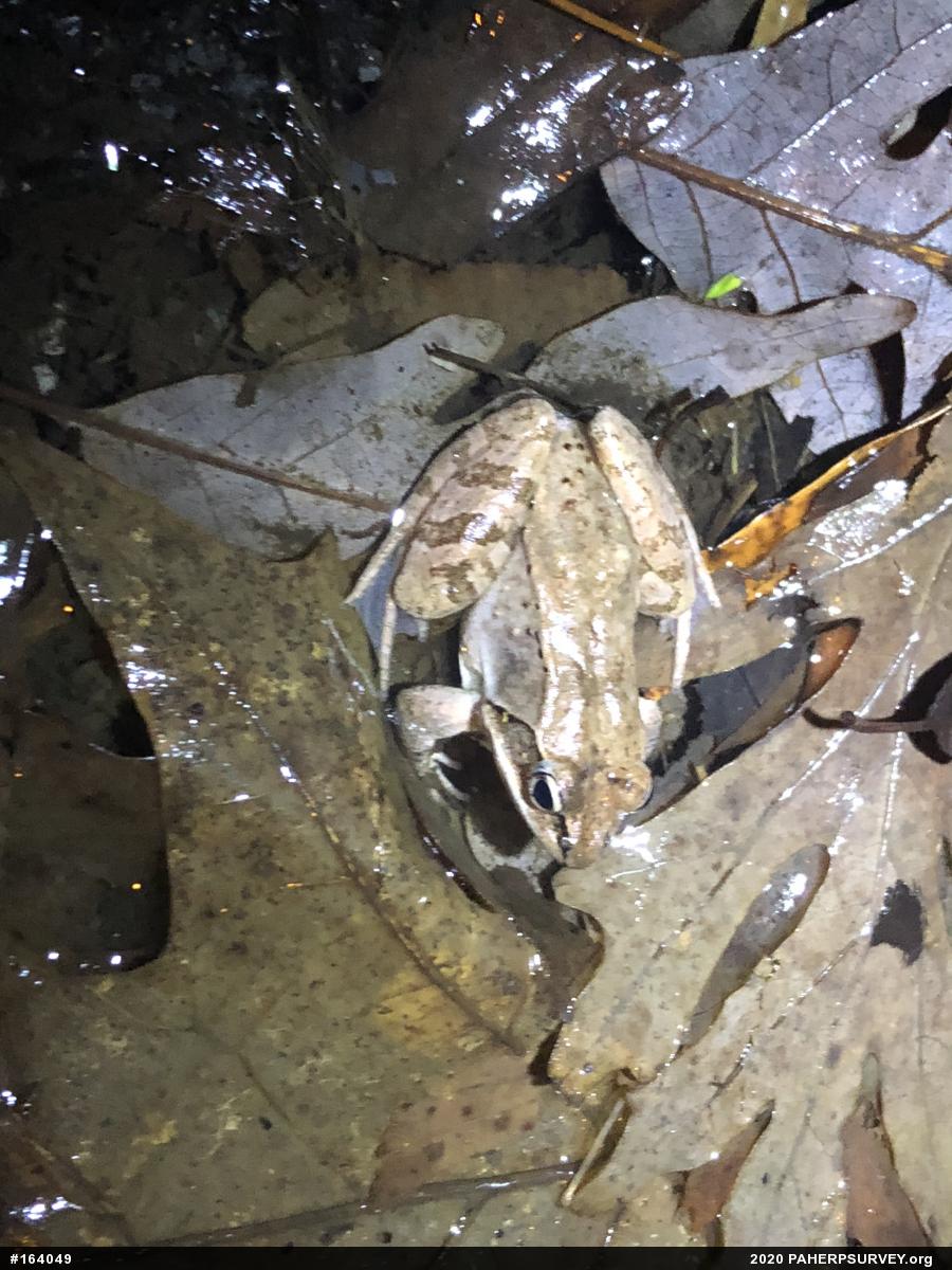 Wood Frog