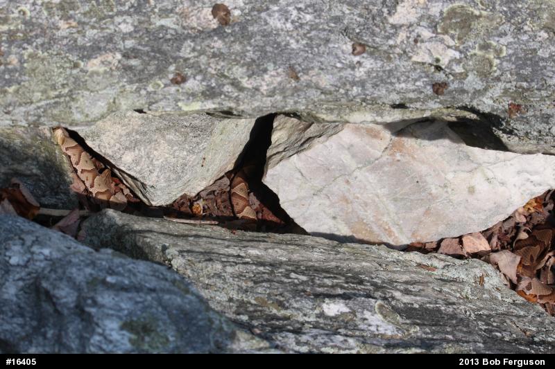 Northern Copperhead